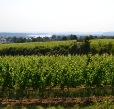 Weingut Leon Gerhard, Weingut Hattenheim
